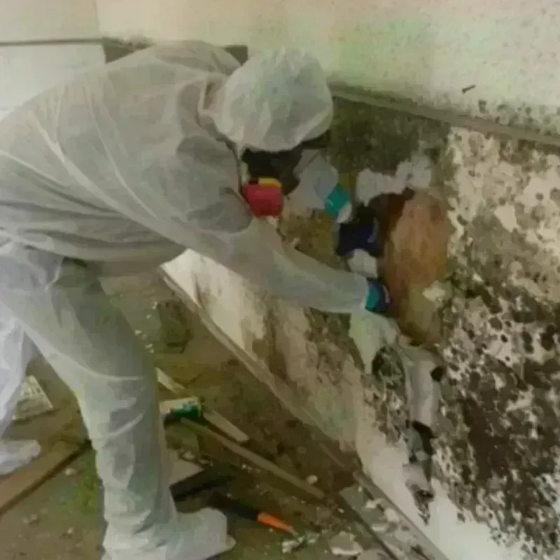 Mold Remediation and Removal in Port Orange, FL